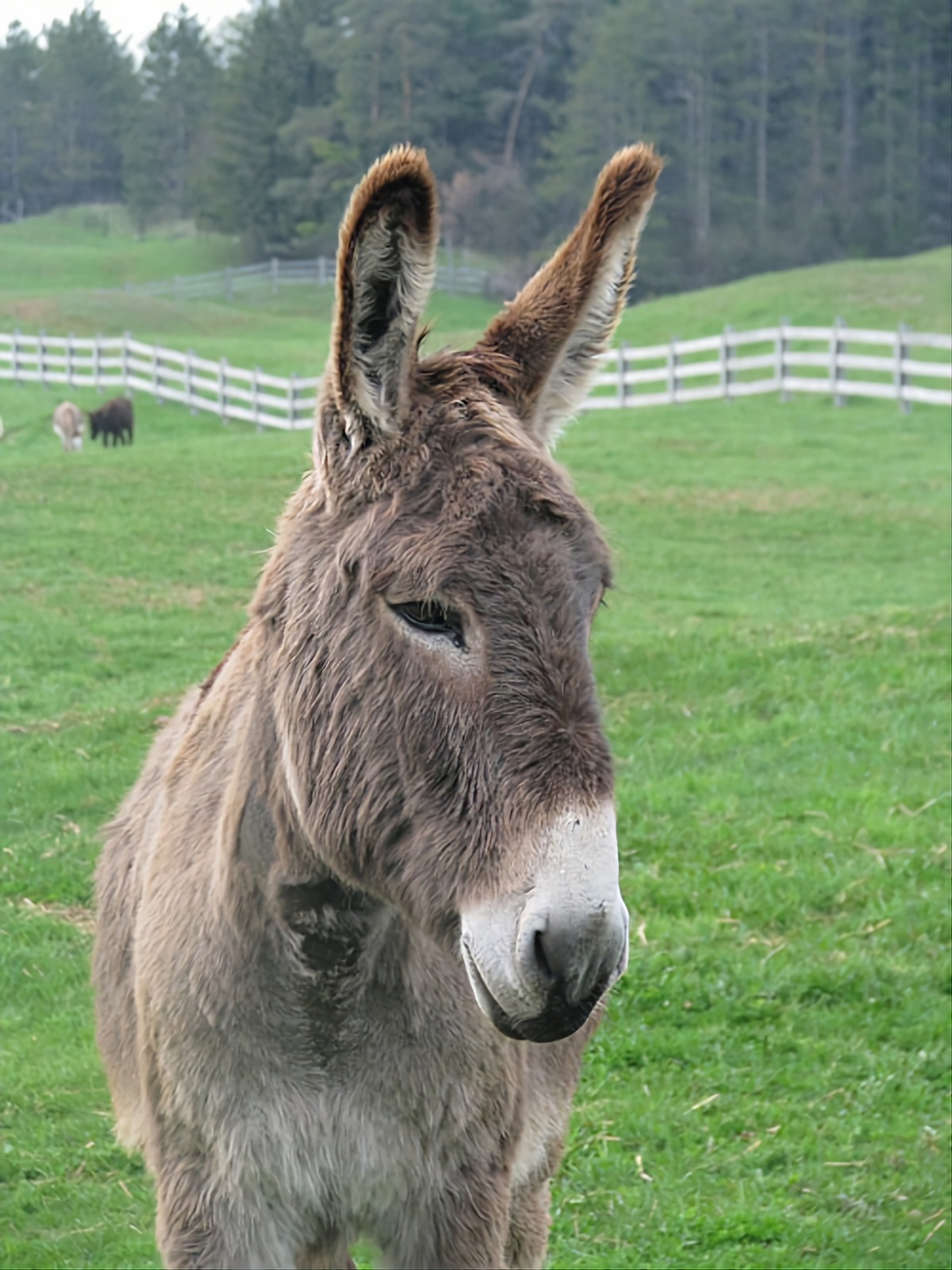 Apollo portrait