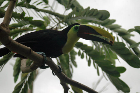 CostaRica 2010 05 22  238