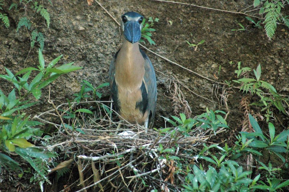 Costa rica bird shot