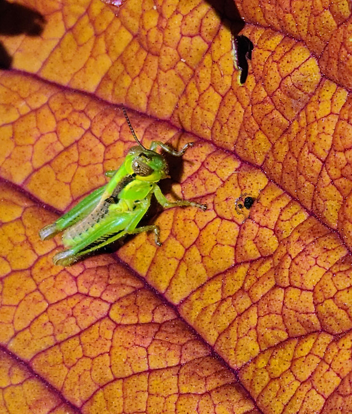 Grasshopper