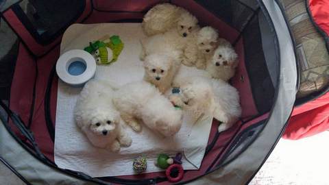 Hank puppy 20170720