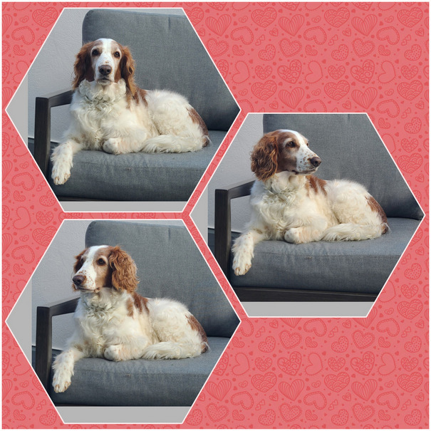 Stella Collage
