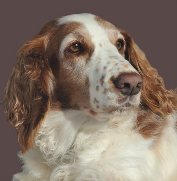 Stella