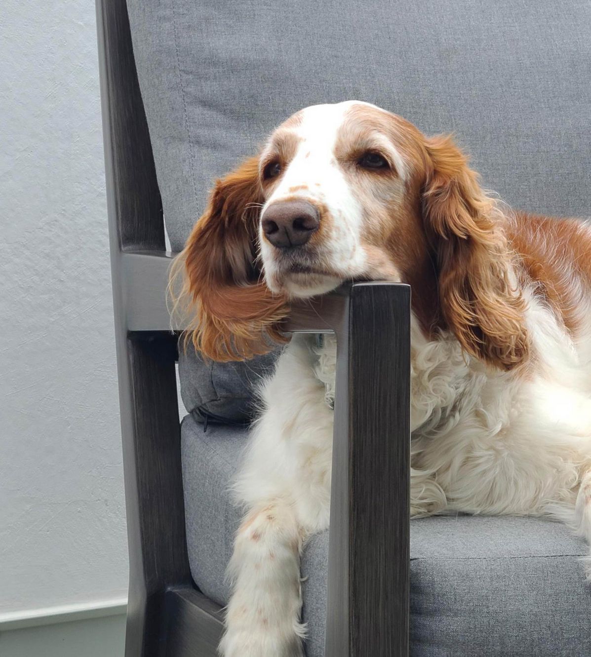 Stellaonchair