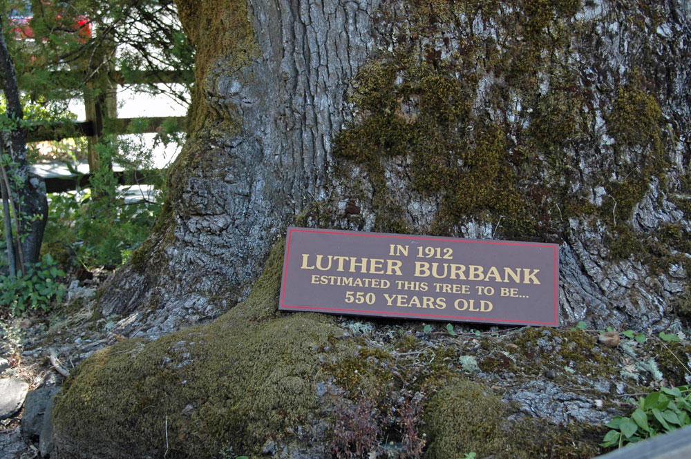 California Vacation 2011August  110